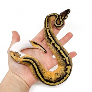 Python regius "Pastel...