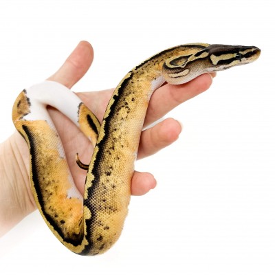 Python regius "Pastel Piebald" - Python royal