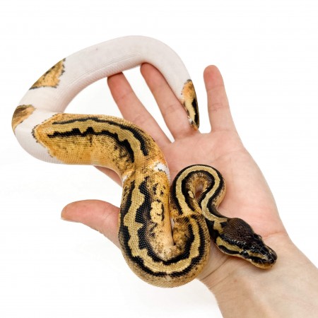 Python regius "Pastel Piebald" - Python royal