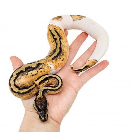 Python regius "Pastel Piebald" - Python royal
