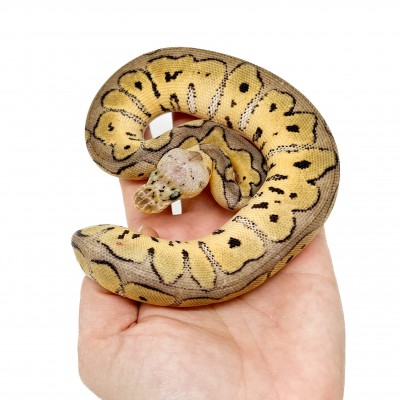 Python regius "Pastel Clown" - Python royal