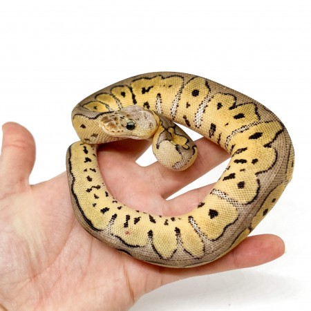 Python regius "Pastel Clown" - Python royal