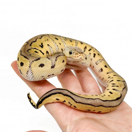 Python regius "Pastel Clown" - Python royal