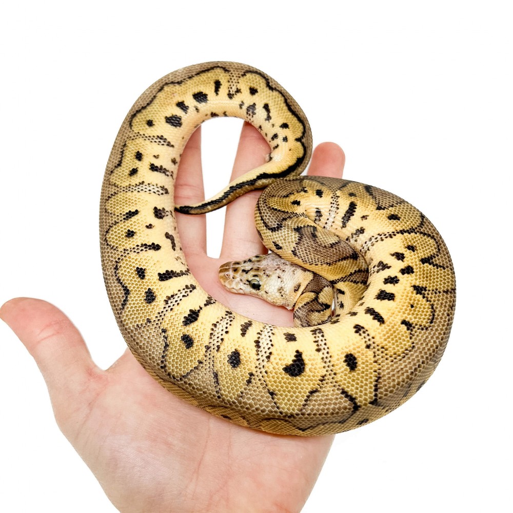 Python regius "Pastel Clown" - Python royal