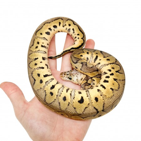 Python regius "Pastel Clown" - Python royal