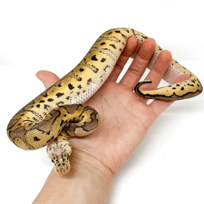 Python regius "Pastel Clown" - Python royal