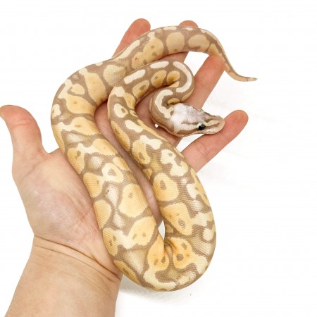 Python regius "Banana Pastel Enchi" - Python royal