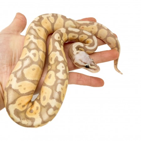 Python regius "Banana Pastel Enchi" - Python royal