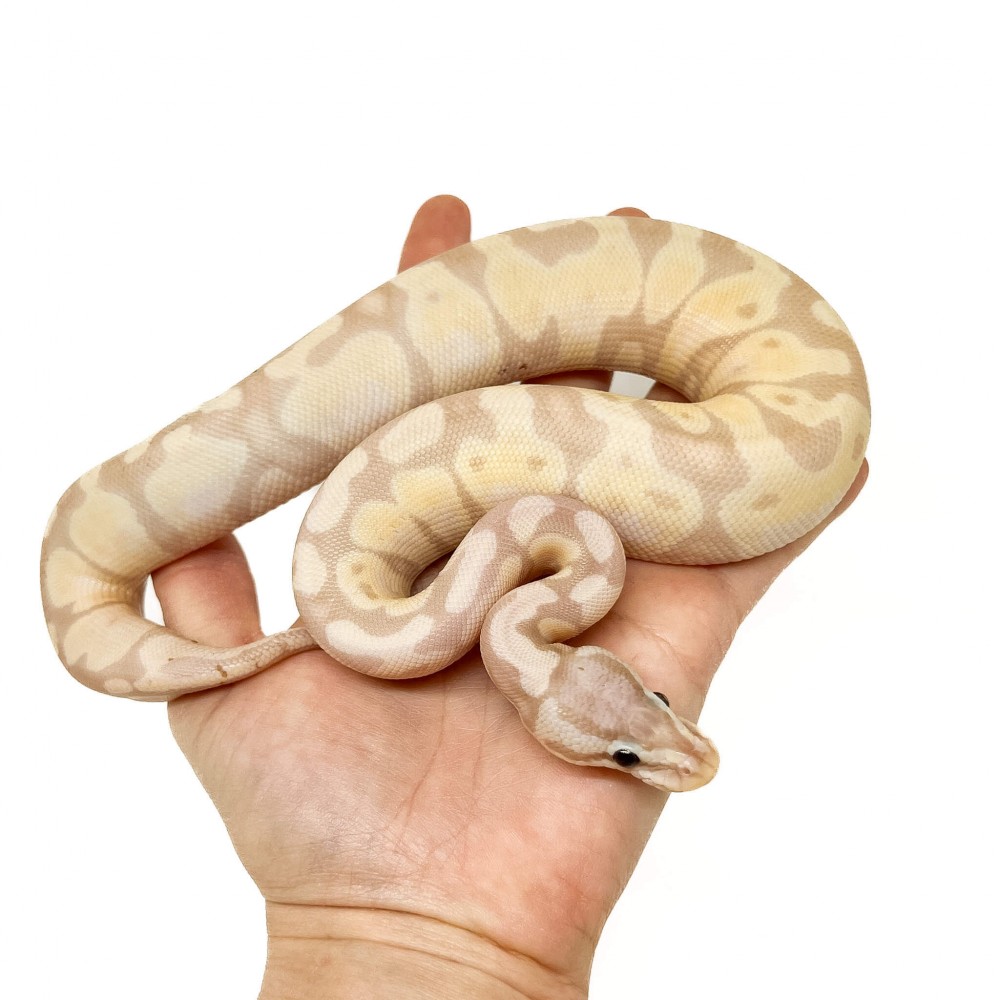 Python regius "Banana Super Pastel Enchi" - Python royal