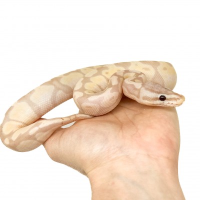 Python regius "Banana Super Pastel Enchi" - Python royal