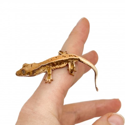 Correlophus ciliatus "Lilly White" (Juvéniles GRADE C) - Gecko à crête