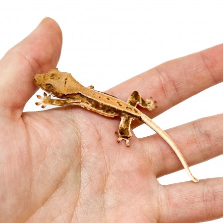 Correlophus ciliatus "Lilly White" (Juvéniles GRADE C) - Gecko à crête