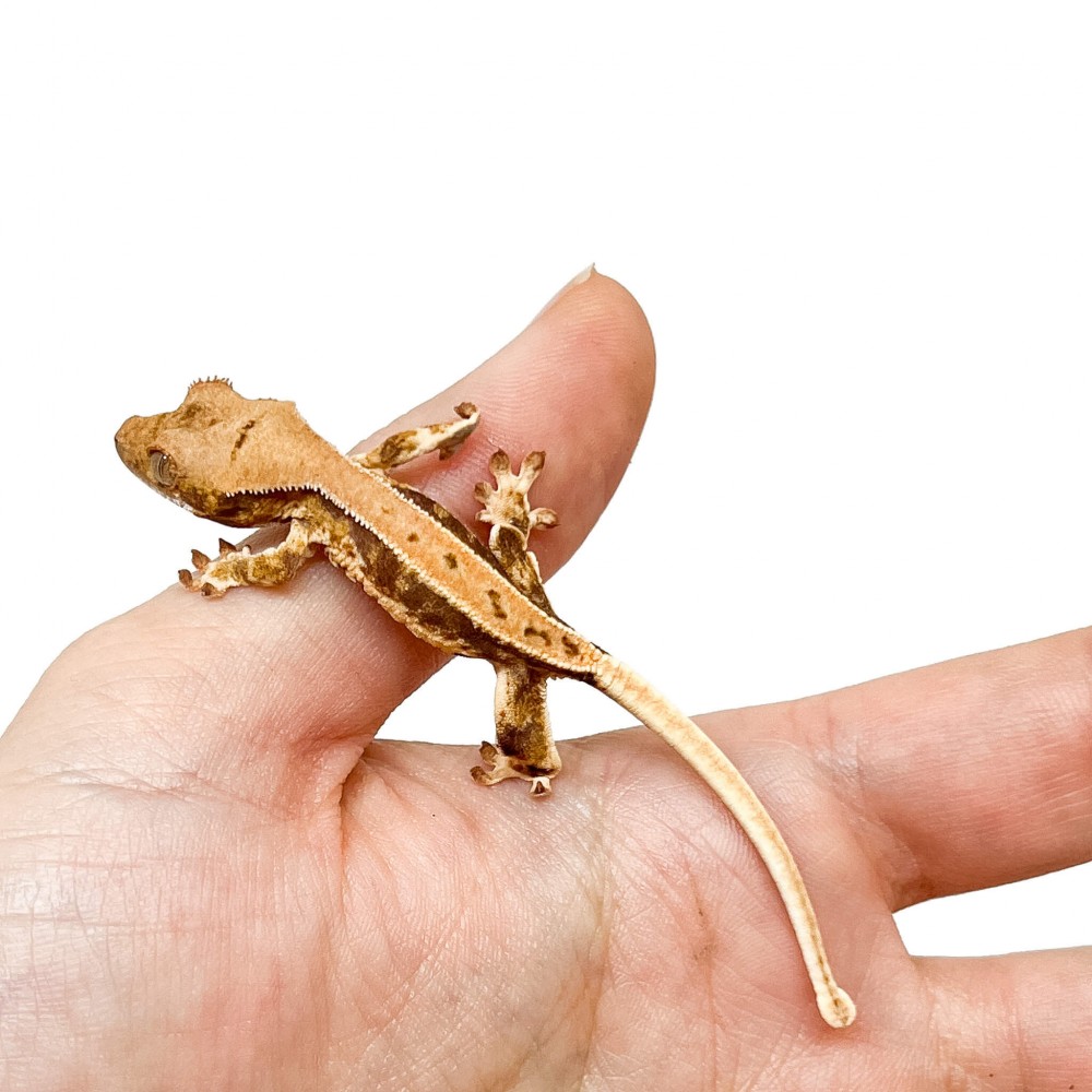 Correlophus ciliatus "Lilly White" (Juvéniles GRADE C) - Gecko à crête