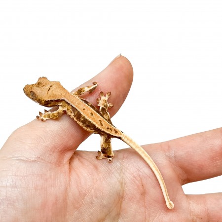 Correlophus ciliatus "Lilly White" (Juvéniles GRADE C) - Gecko à crête
