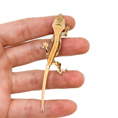 Correlophus ciliatus "Lilly White" (Juvéniles GRADE B) - Gecko à crête