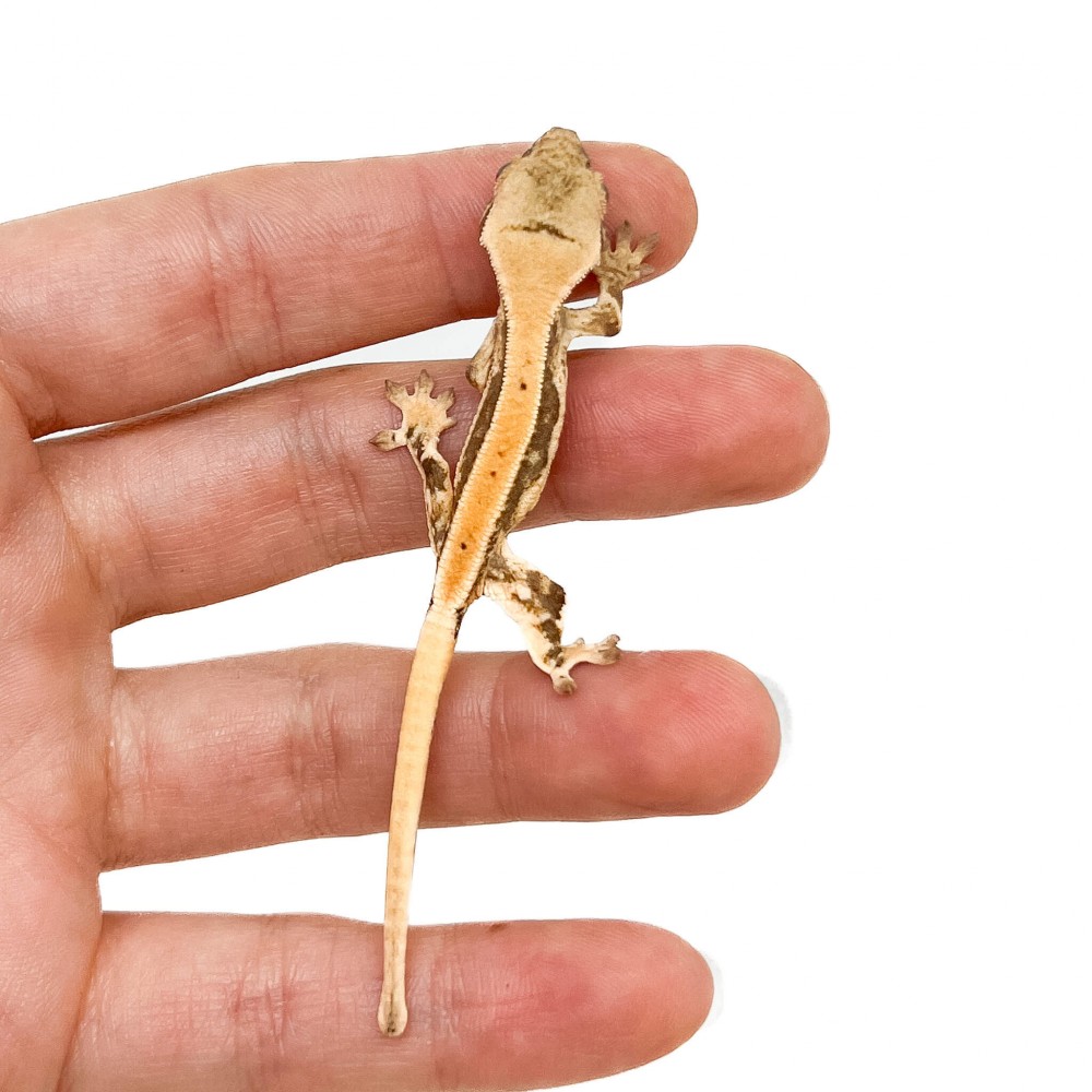 Correlophus ciliatus "Lilly White" (Juvéniles GRADE B) - Gecko à crête