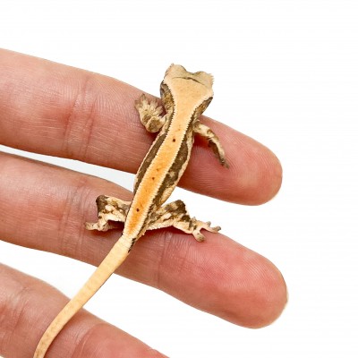 Correlophus ciliatus "Lilly White" (Juvéniles GRADE B) - Gecko à crête