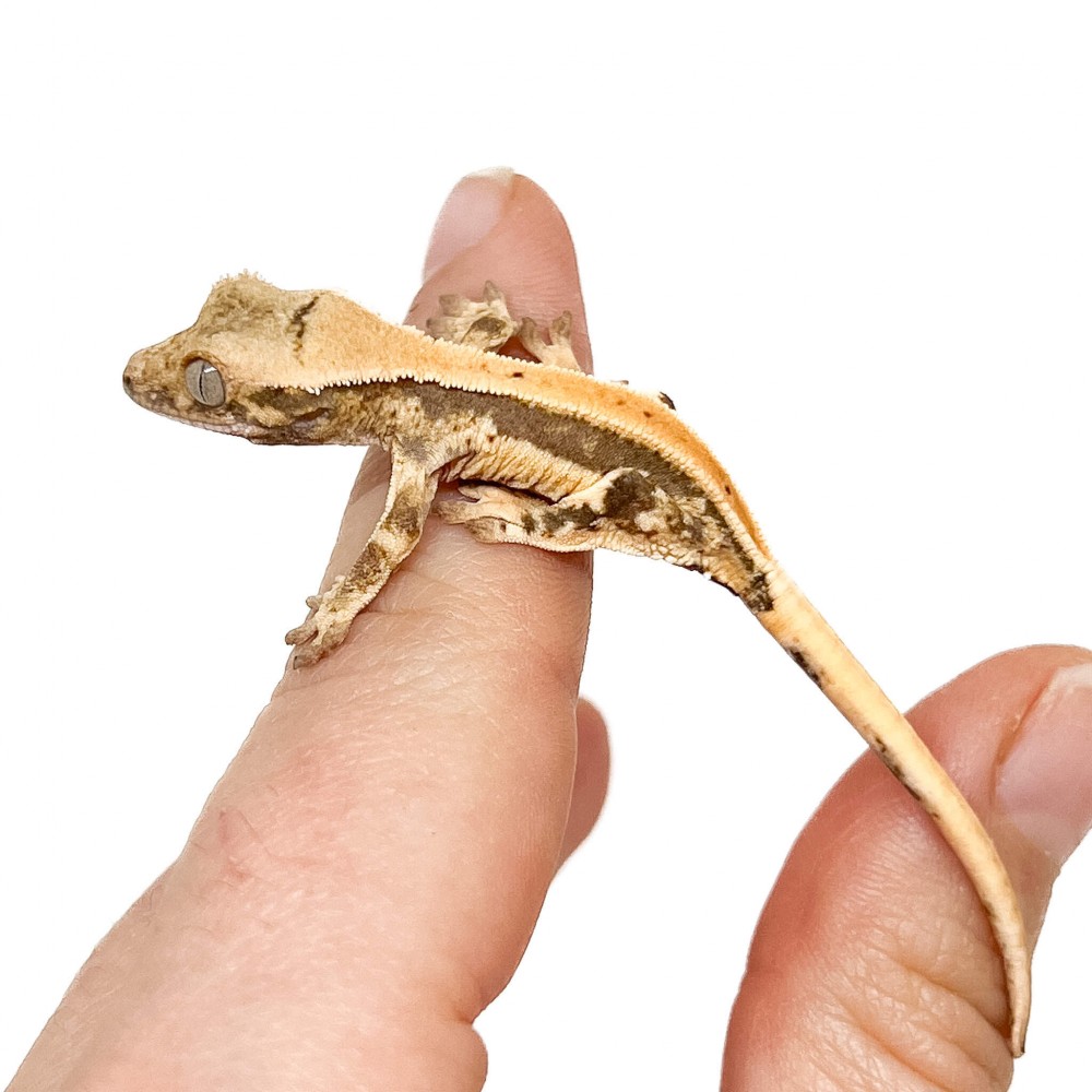 Correlophus ciliatus "Lilly White" (Juvéniles GRADE B) - Gecko à crête