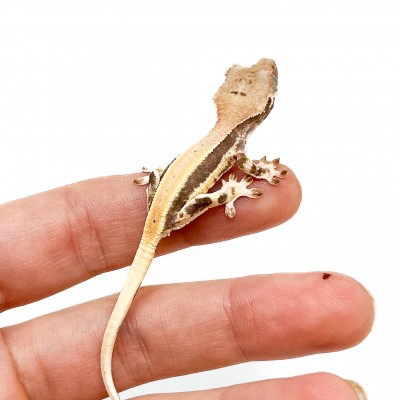 Correlophus ciliatus "Lilly White" (Juvénile GRADE A) - Gecko à crête