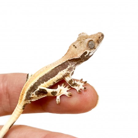 Correlophus ciliatus "Lilly White" (Juvénile GRADE A) - Gecko à crête