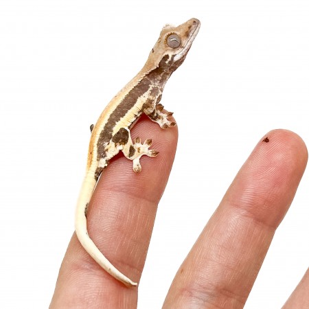 Correlophus ciliatus "Lilly White" (Juvénile GRADE A) - Gecko à crête