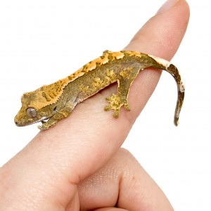 Correlophus ciliatus...