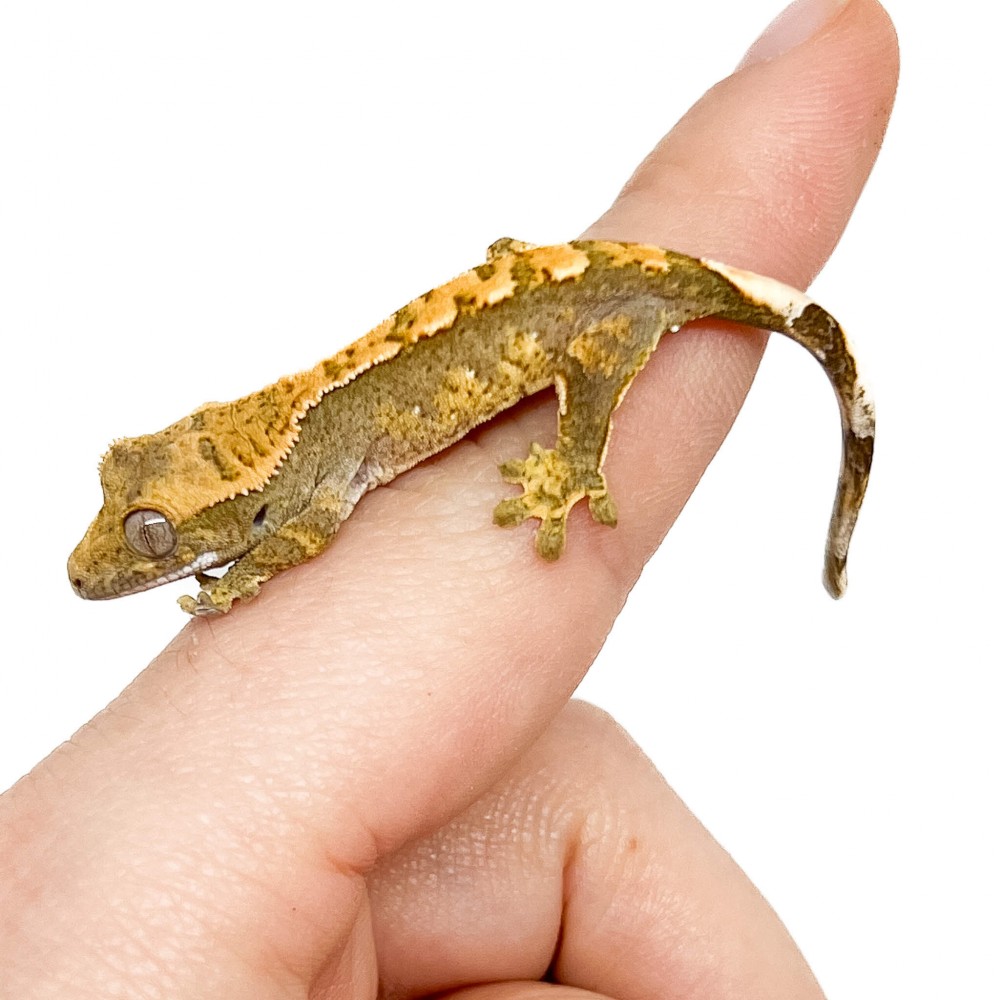 Correlophus ciliatus "Harlequin" Jeune - Gecko à crête