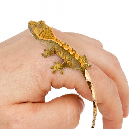 Correlophus ciliatus "Harlequin" Jeune - Gecko à crête