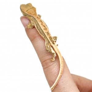 Correlophus ciliatus...