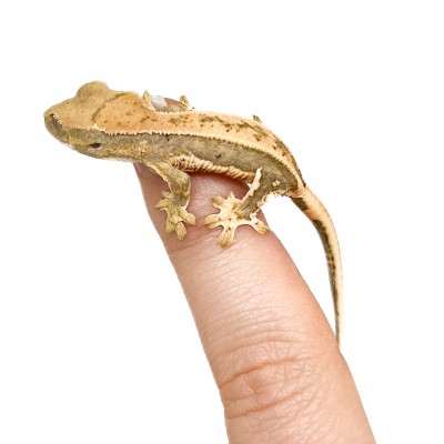 Correlophus ciliatus "Pinstripe" JEUNE - Gecko à crête