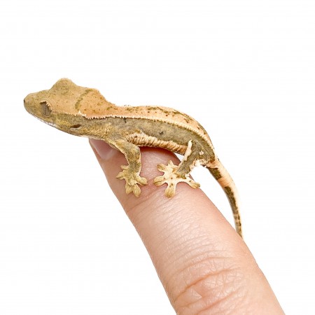 Correlophus ciliatus "Pinstripe" JEUNE - Gecko à crête