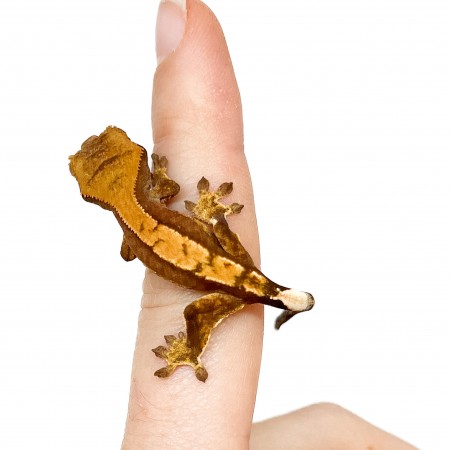 Correlophus ciliatus "Brindle" JEUNE - Gecko à crête