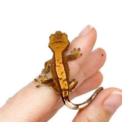 Correlophus ciliatus "Brindle" JEUNE - Gecko à crête