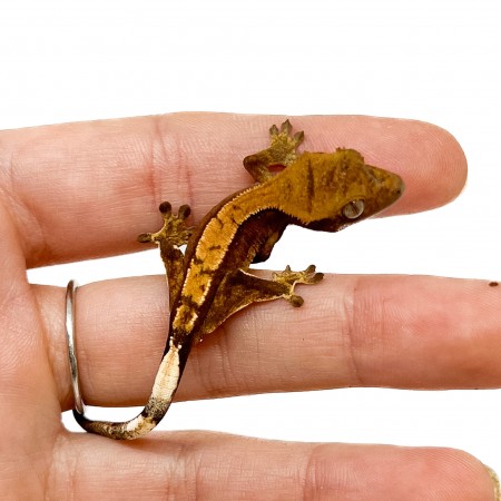 Correlophus ciliatus "Brindle" JEUNE - Gecko à crête