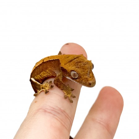 Correlophus ciliatus "Brindle" JEUNE - Gecko à crête