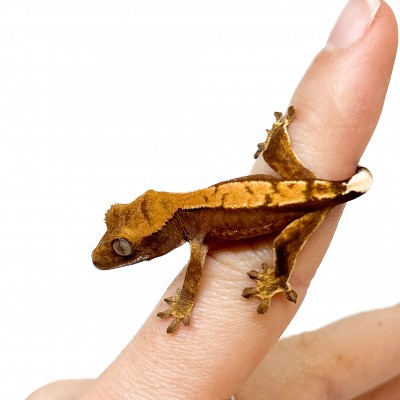 Correlophus ciliatus "Brindle" JEUNE - Gecko à crête