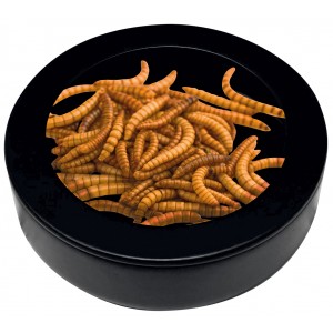 Coupelle à vers avec...