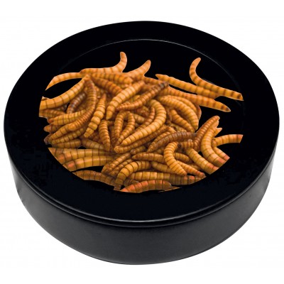 Coupelle à vers avec rebords intérieurs - Repto