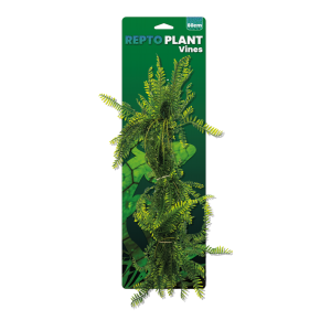 Repto Plant Asparagus 60 cm