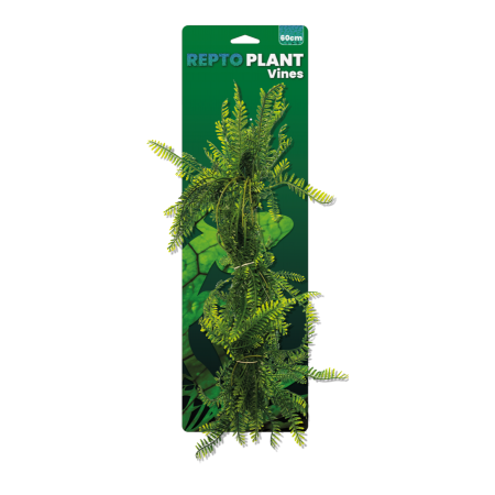 Repto Plant Asparagus 60 cm