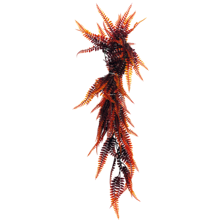 Repto Plant Vines Fougere 60 cm