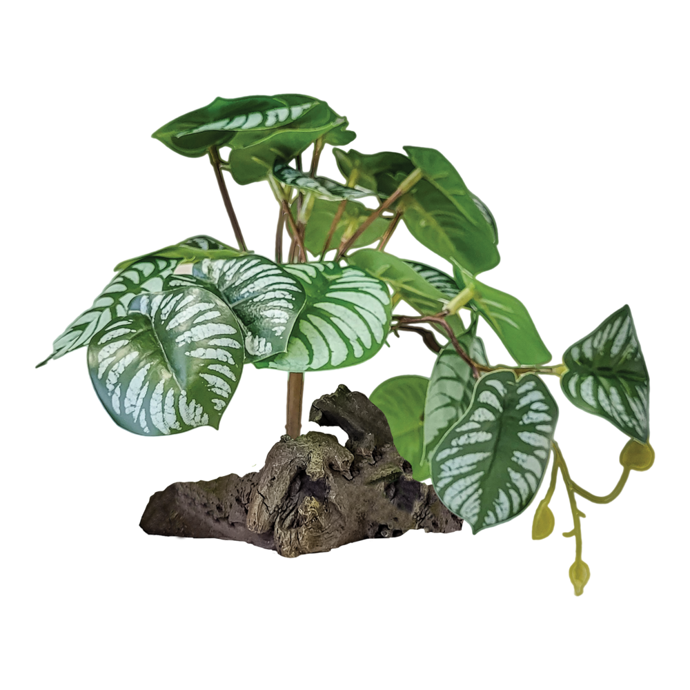 Plante à poser réplique Begonia - Repto