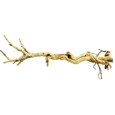 Branche ramifiée "Dragon tree" Lonicera japonica - Repto