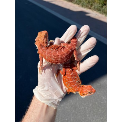 Pogona vitticeps "Super Extrem Red Chili"- Agame Barbu