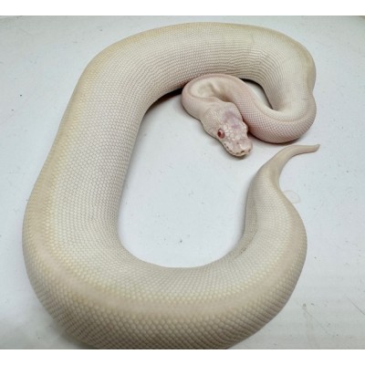 Python regius "Albino Karma" - Python royal