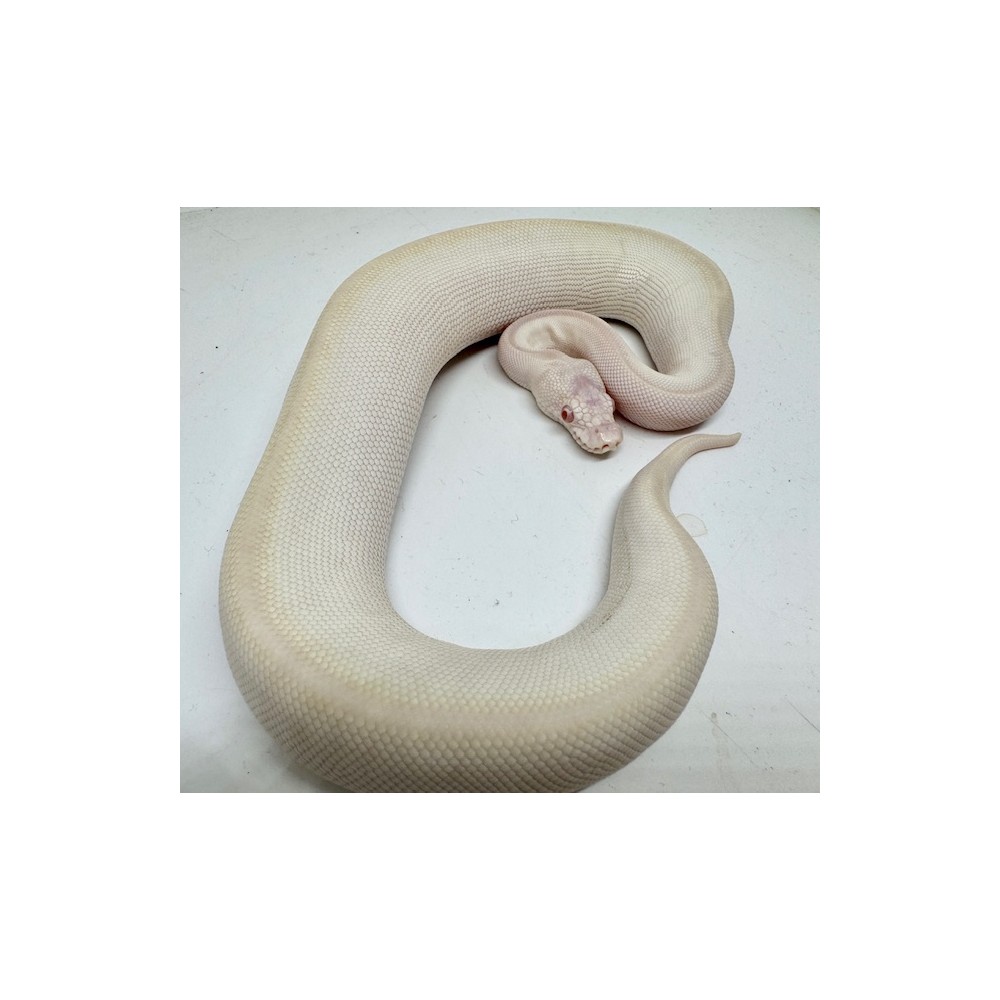 Python regius "Albino Karma" - Python royal