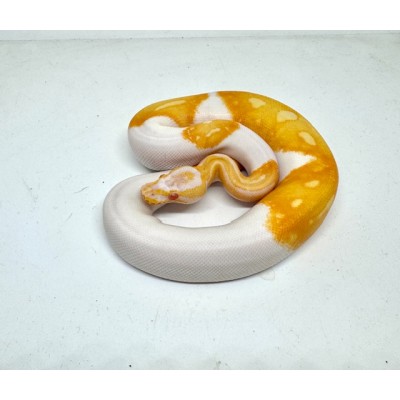 Python regius "Albino PIEBALD" - Python royal