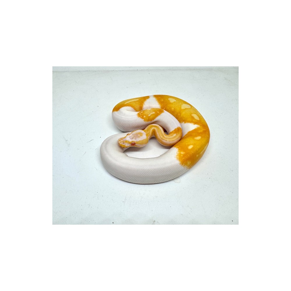 Python regius "Albino PIEBALD" - Python royal