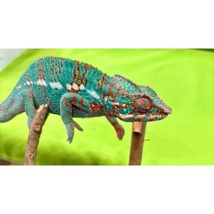 Furcifer pardalis "Ambilobe...