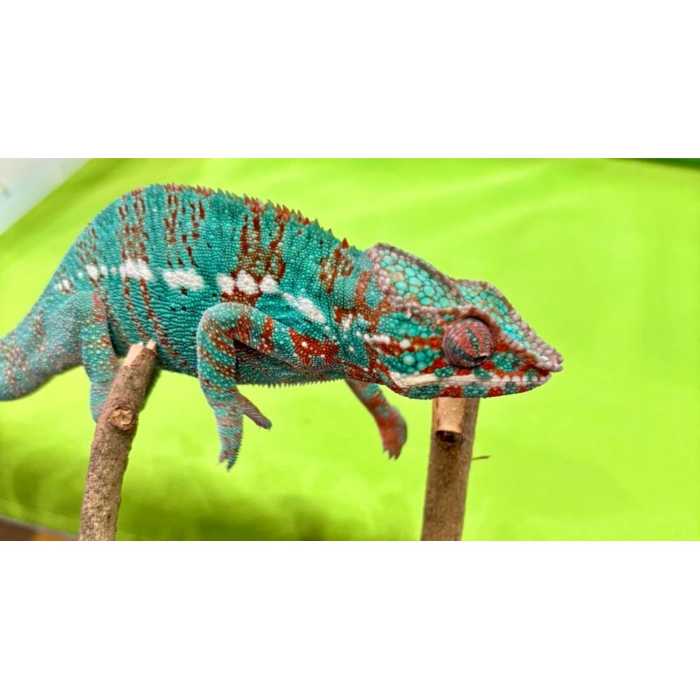 Furcifer pardalis "Ambilobe Extrem Blue" - Caméléon panthère